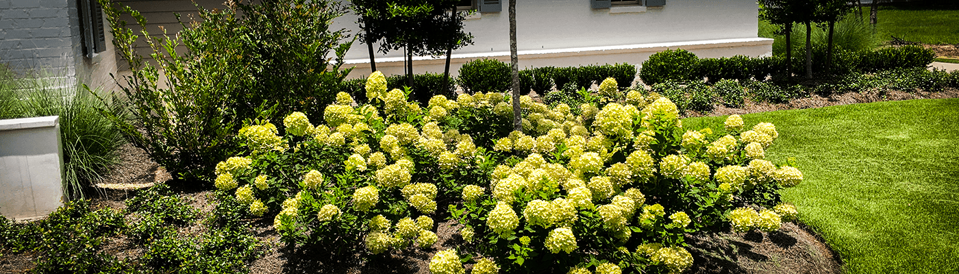 White house flowers and shrubs.