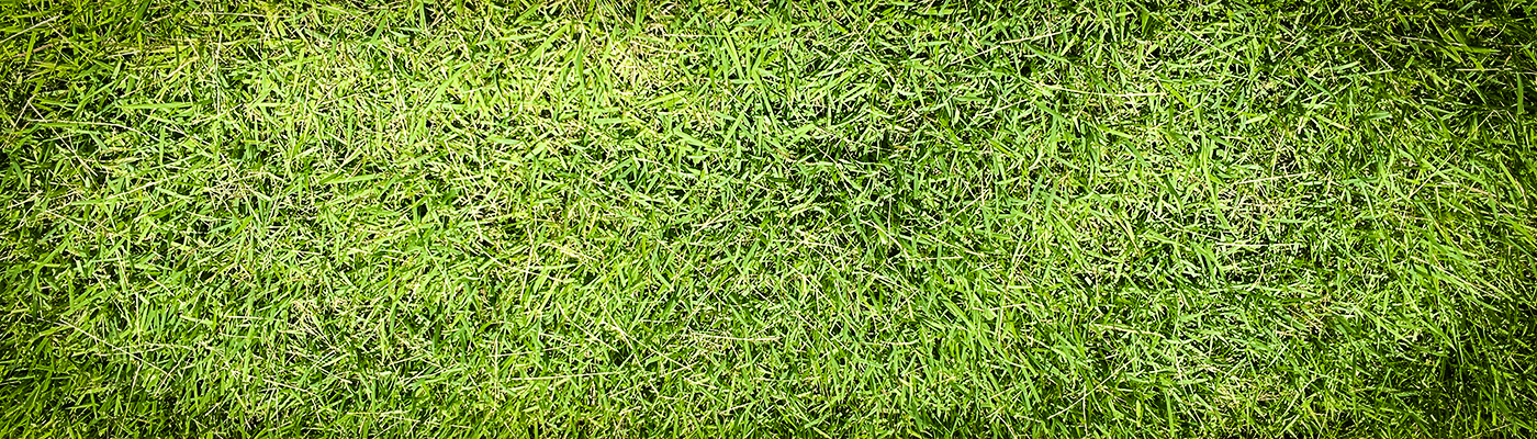 Overhead close view of treated grass.