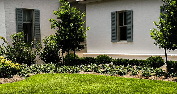 White house, green shutters, flower beds, and grass.