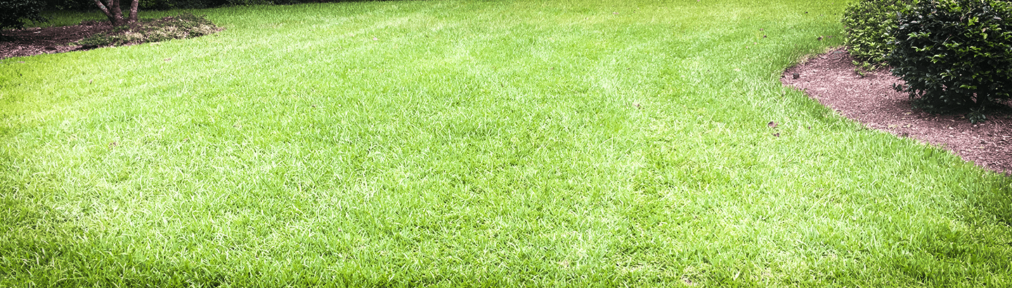 Treated backyard grass.
