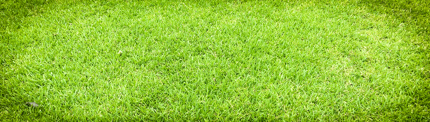 Lower angle image of treated grass.
