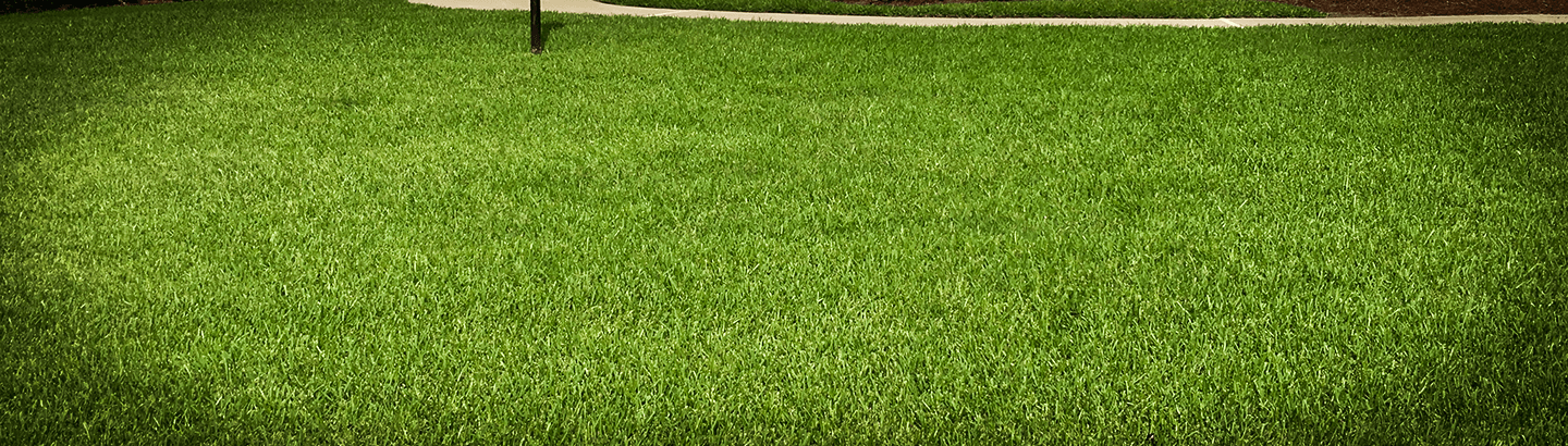 Front yard grass treatment.