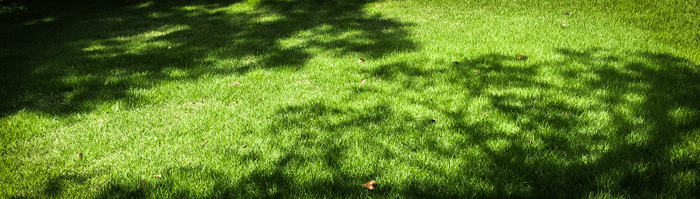 Grass treated in a mixed sunlight area.